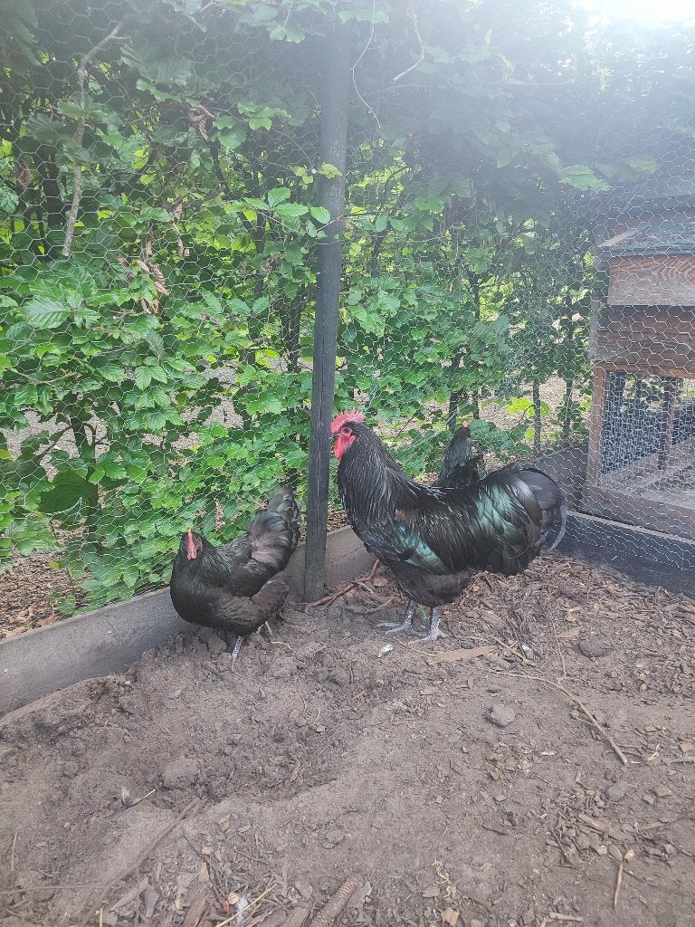 Australorp zwart broedeieren groot ras, Geslacht onbekend, Kip