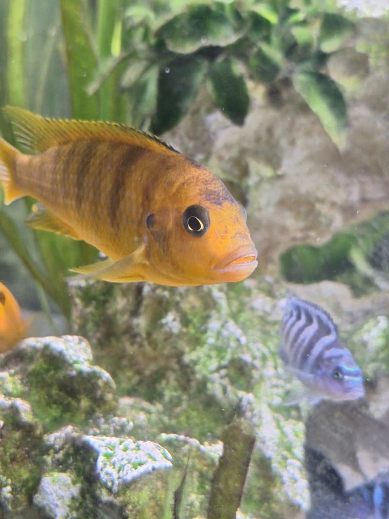 Diverse malawi cichliden, Dieren en Toebehoren, Vissen | Aquariumvissen, Vis