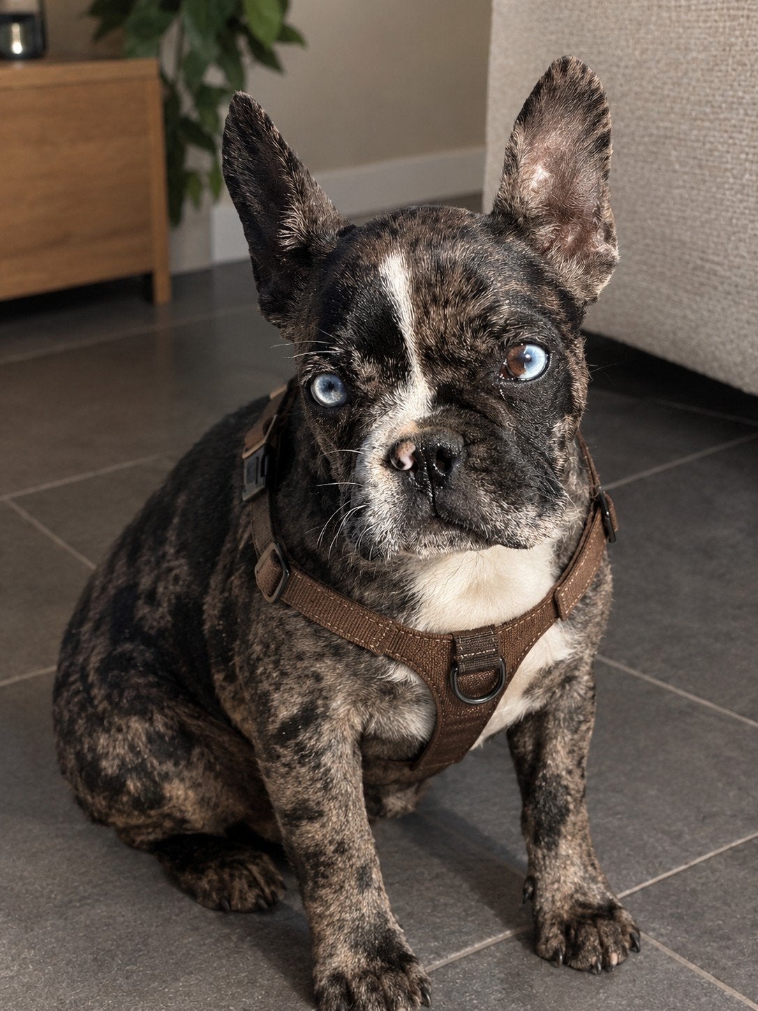 Franse bulldog Merle pup, Dieren en Toebehoren, Reu, 8 tot 15 weken, Bulldog, Eén hond