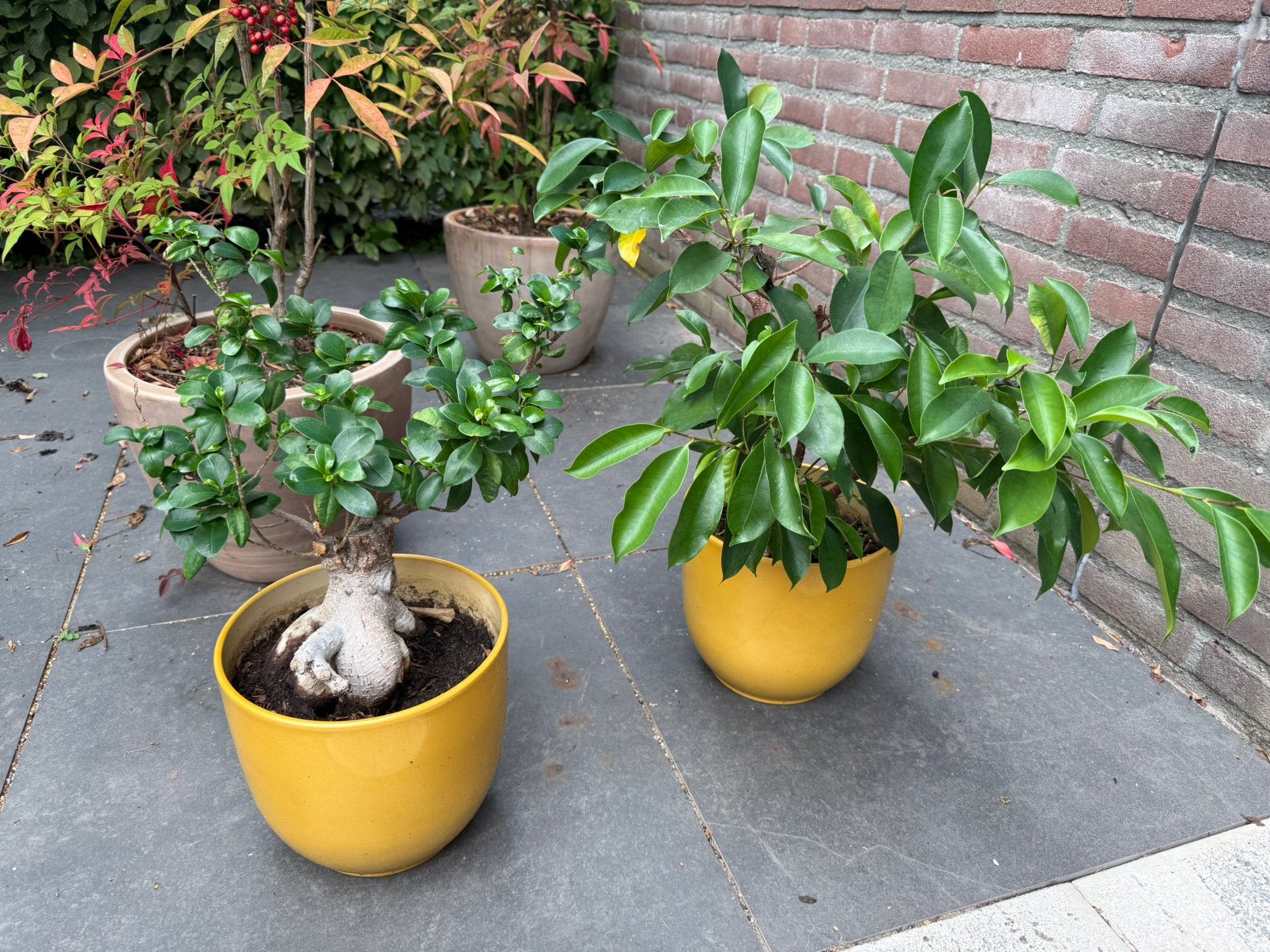 2x ficus ginseng / bonsai kamerplanten incl gele potten, Ophalen, Ficus, Halfschaduw, In pot