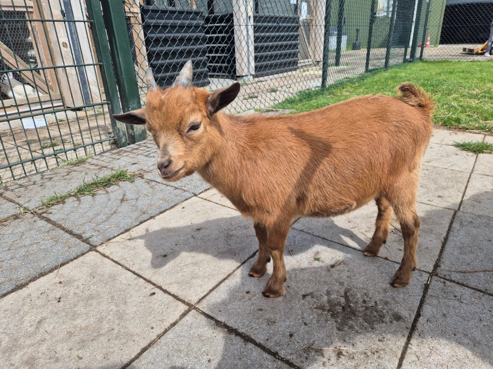Lief dwerggeit bokje en geitje, Dieren en Toebehoren, Schapen, Geiten en Varkens, Meerdere dieren, Geit, 0 tot 2 jaar