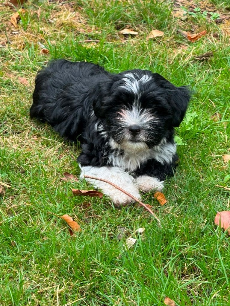 Malthezer pups te koop, Parvo, 8 tot 15 weken, Meerdere, Meerdere dieren