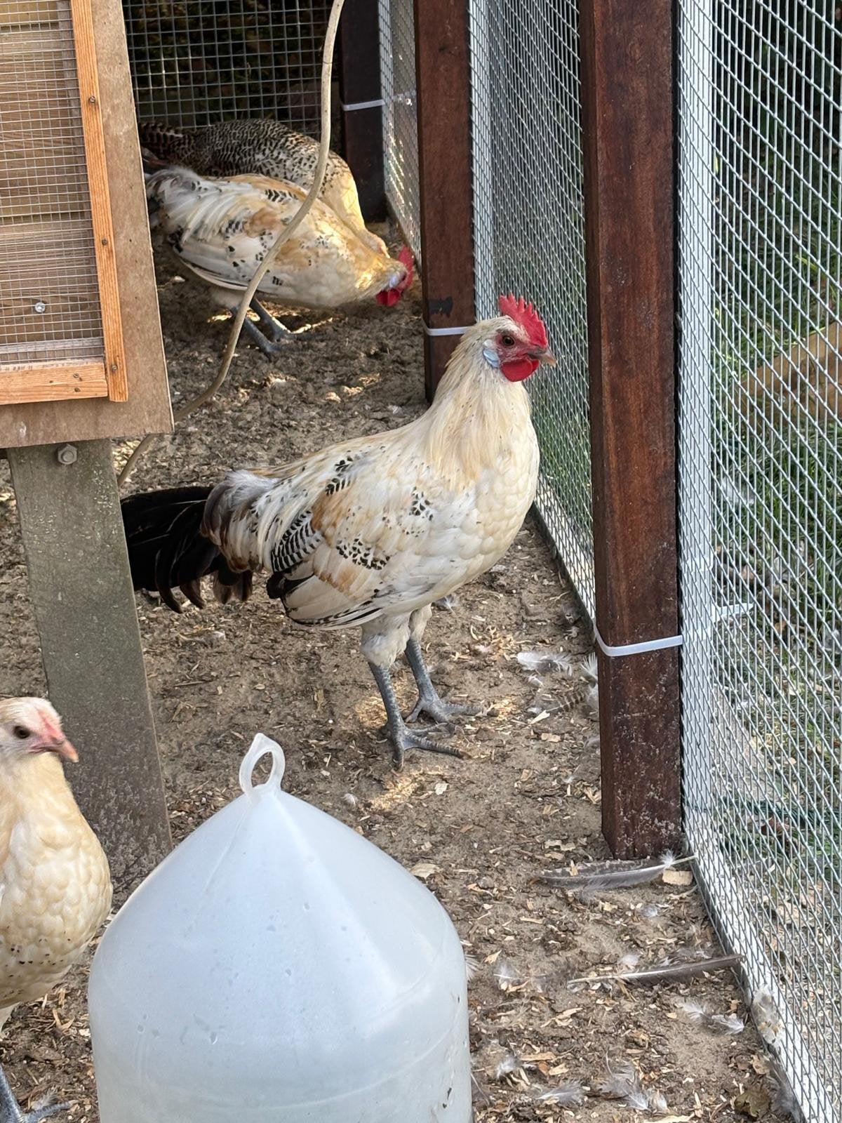 Friese hoender citroenpel, Dieren en Toebehoren, Meerdere dieren, Kip