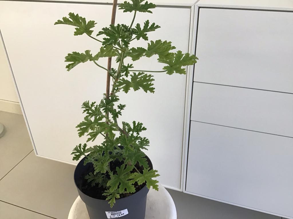 Citroën geranium, Ophalen, Halfschaduw, Minder dan 100 cm