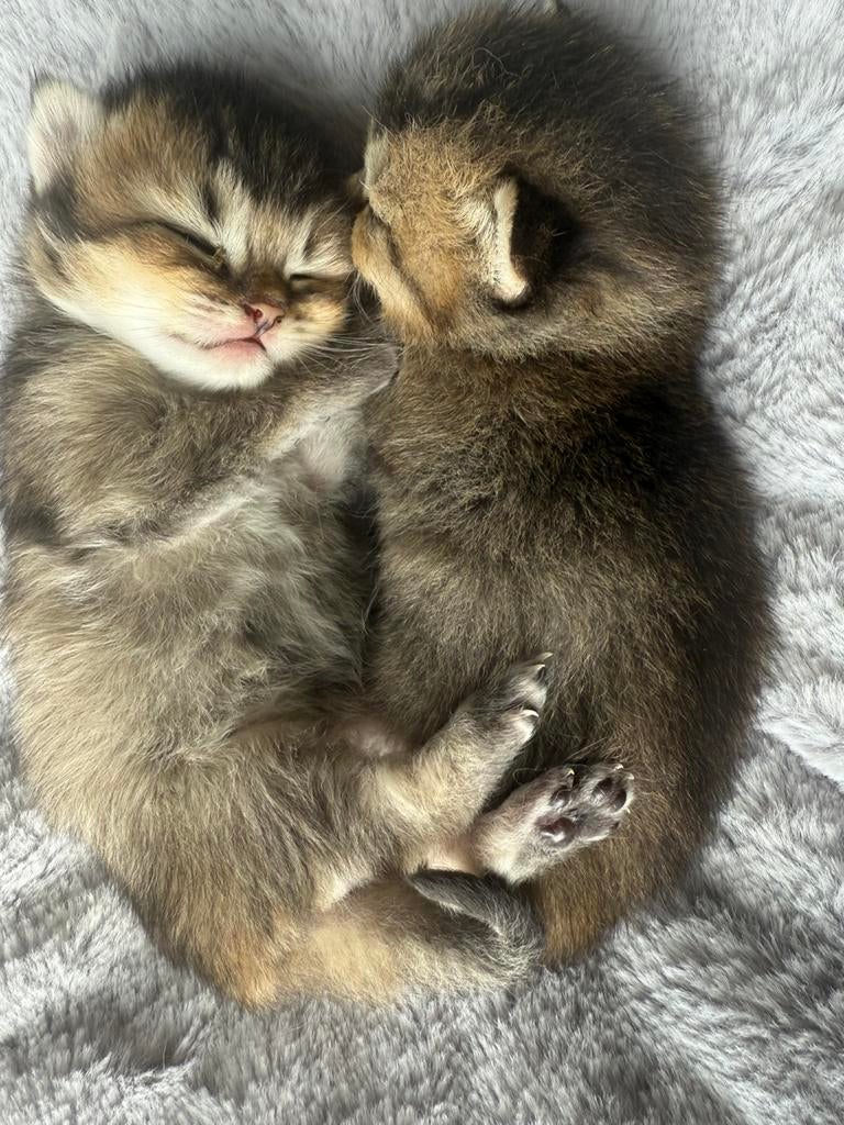 Prachtige britse korthaar black golden shaded kittens, Meerdere dieren, Ontwormd
