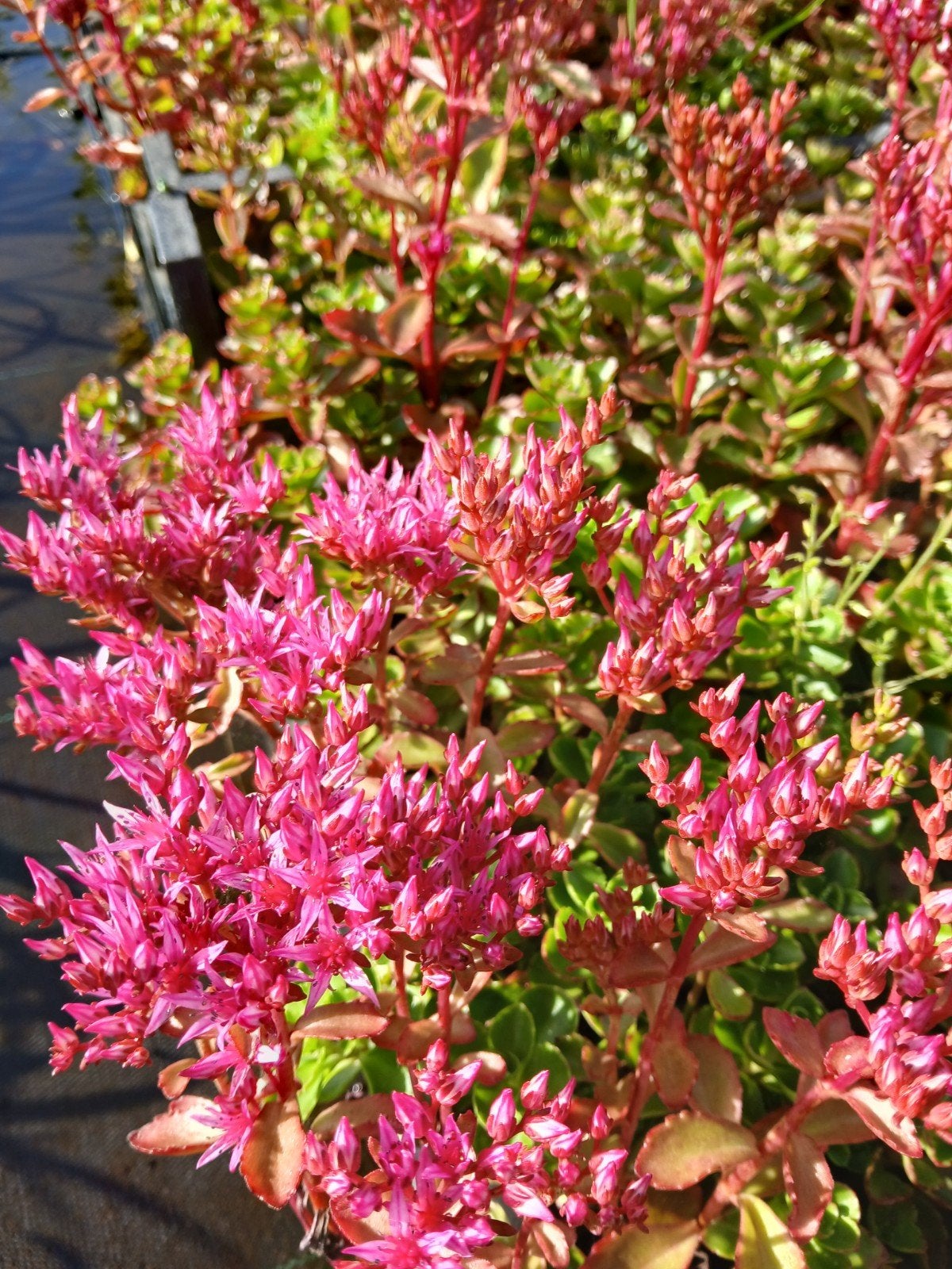 Sedum spurium - Rode Bodembedekker voor Tuin en Balkon, Bodembedekkers, Volle zon, Vaste plant, Ophalen of Verzenden