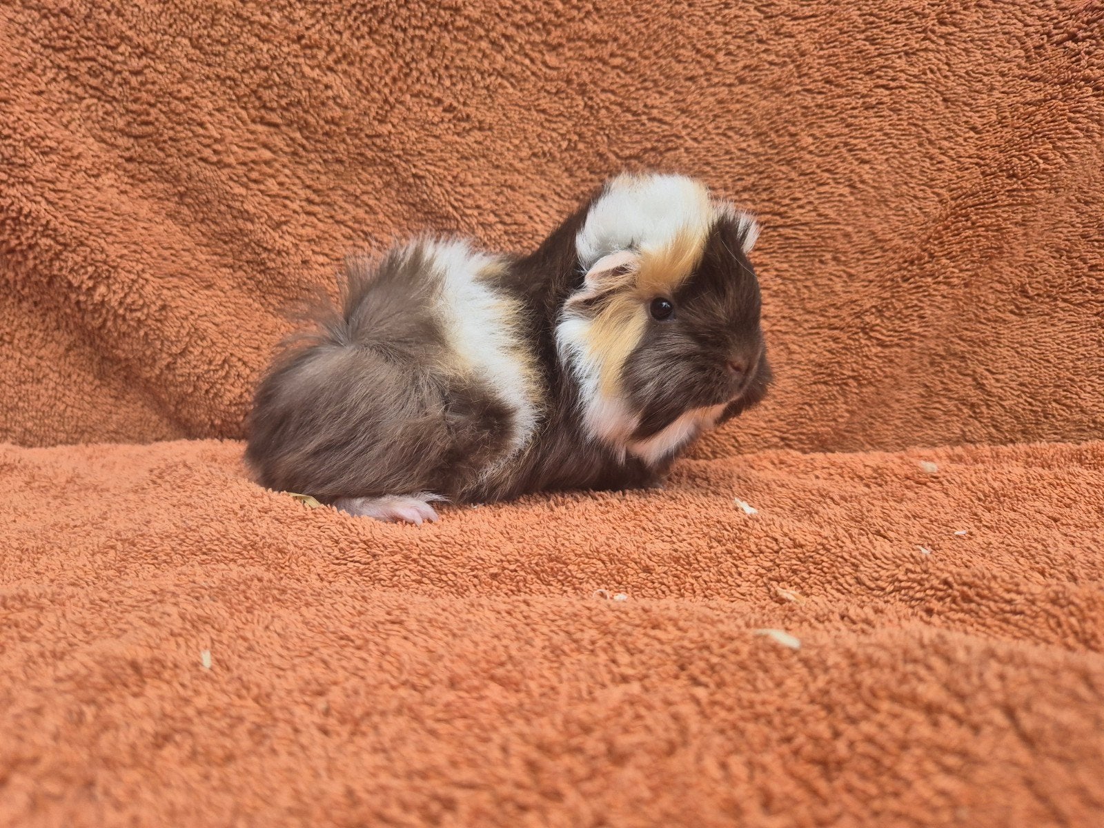 Lief peruvian beertje choco creme wit kruif kruin fok, Cavia, Mannelijk, Juli, Tam