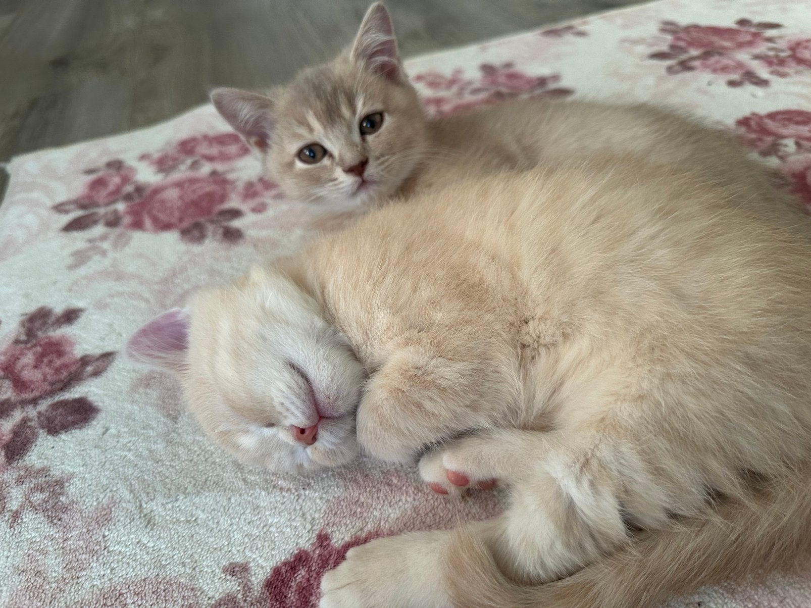 Britse korthaar kitten, Dieren en Toebehoren, Meerdere dieren