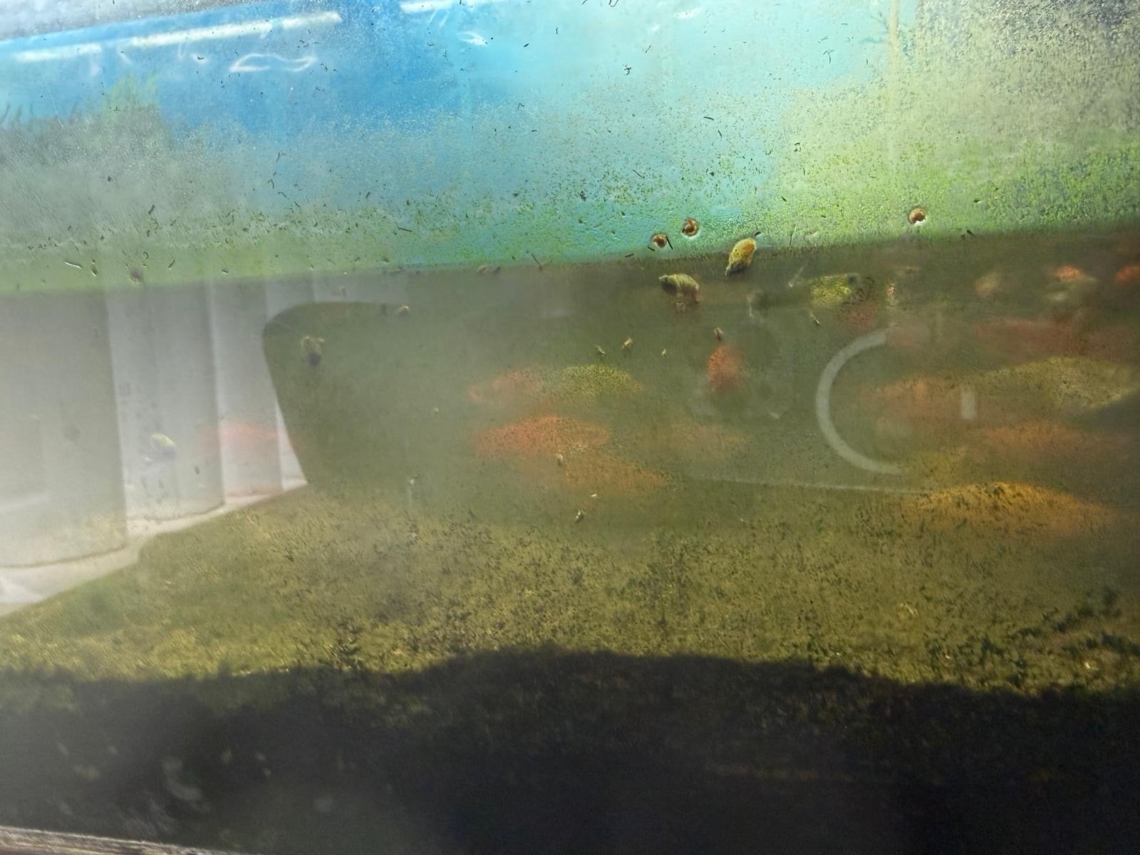 Zwaarddragers, Vis, Zoetwatervis