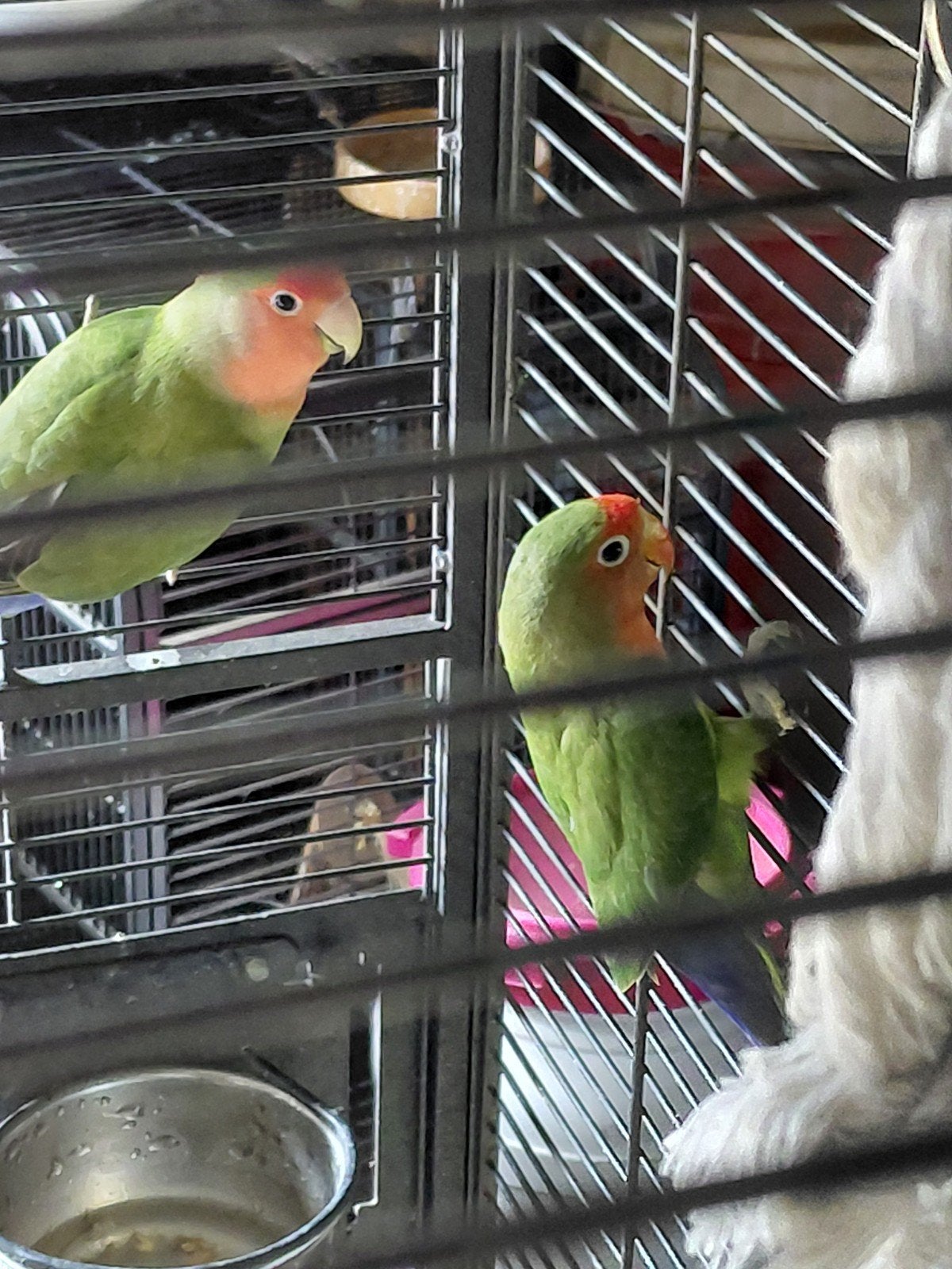 te koop 2 mooie agapornis dwerg papegaaien, Geslacht onbekend, Dwergpapegaai of Agapornis, Tam