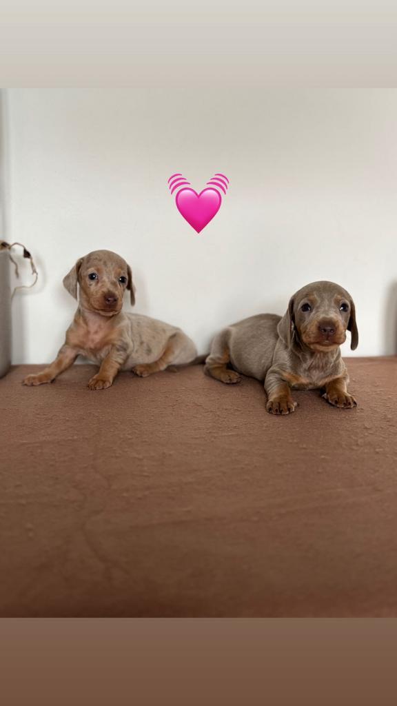 Schattige dwergteckel pups  – dwerg teckel, Parvo, 8 tot 15 weken, Korthaar, Dwerg