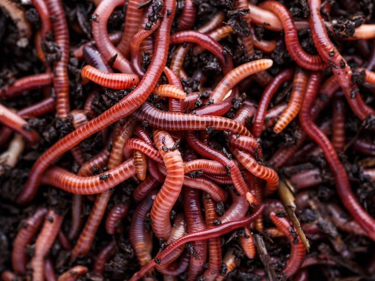 Tijgerwormen Compostwormen Goedkoop, groot en veel, Tuin en Terras, Ophalen of Verzenden, Overige typen