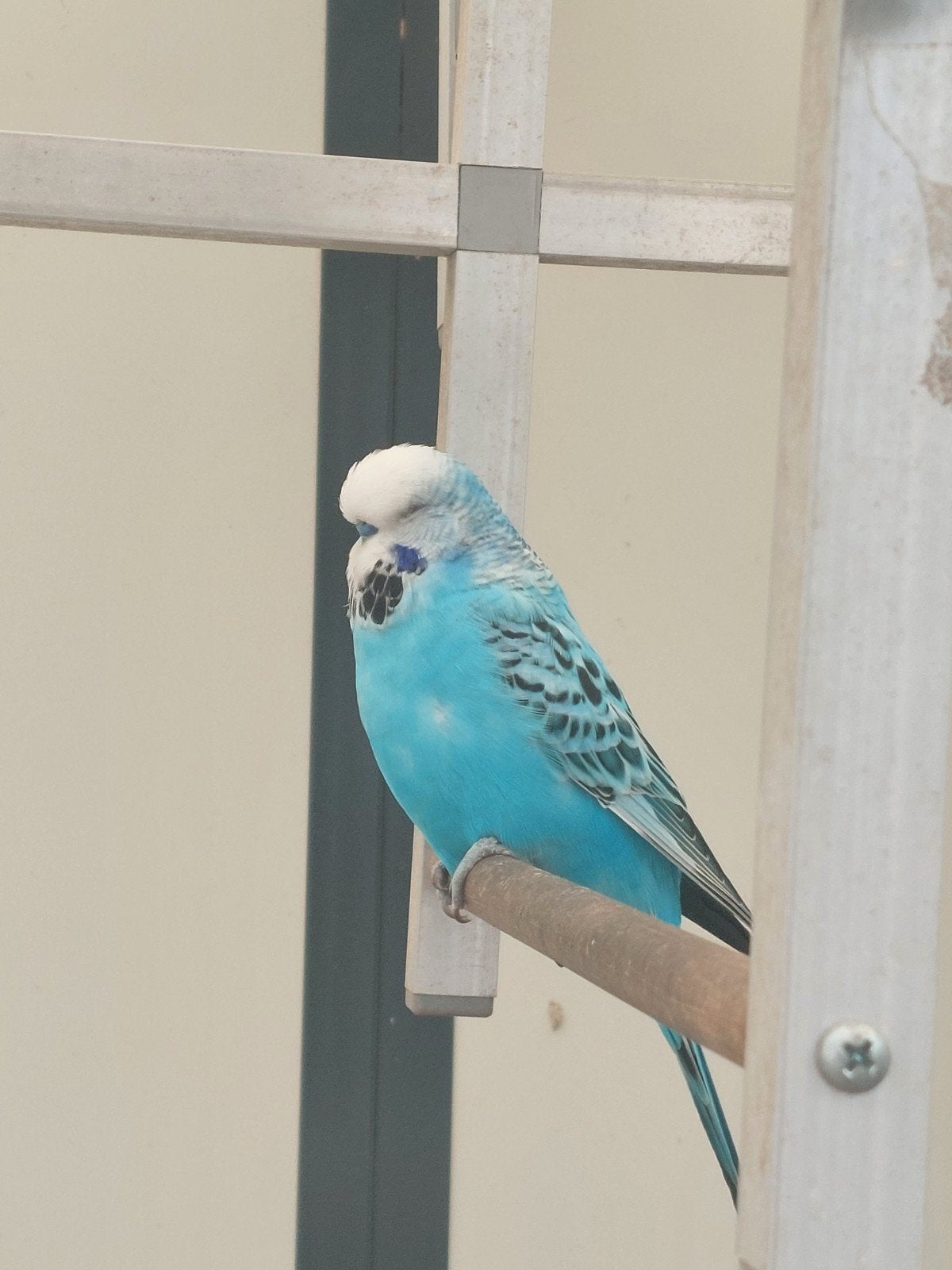 Goed huis /voliere gezocht, Dieren en Toebehoren, Vogels | Parkieten en Papegaaien, Meerdere dieren, Parkiet, Geringd