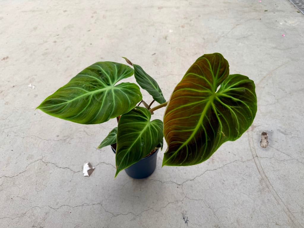 Philodendron El Choco Red p17, Huis en Inrichting, Kamerplanten, Ophalen of Verzenden