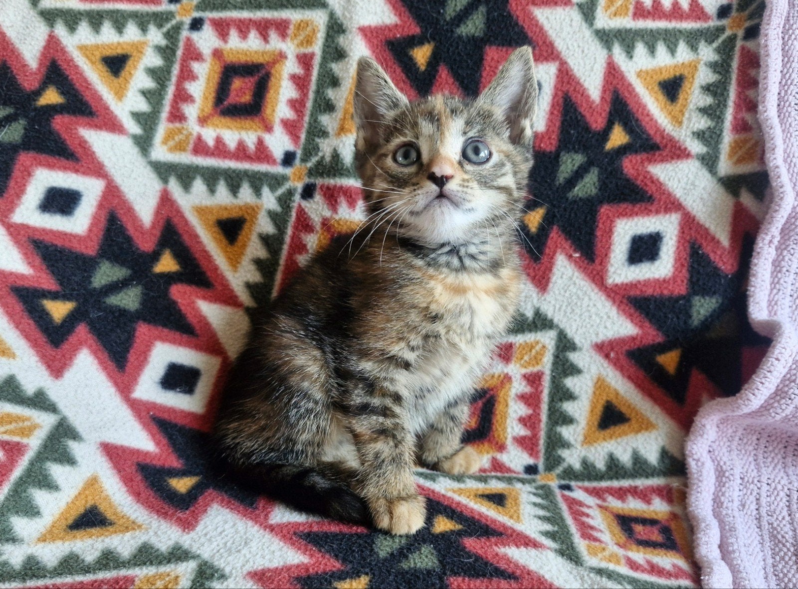 Tabby tortie kitten, Dieren en Toebehoren, Poes, 0 tot 2 jaar