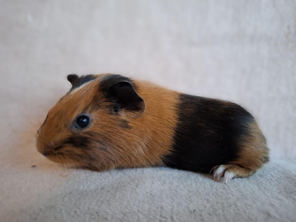 Mooie gladhaar cavia's te koop, Cavia, April, Mannelijk, Tam