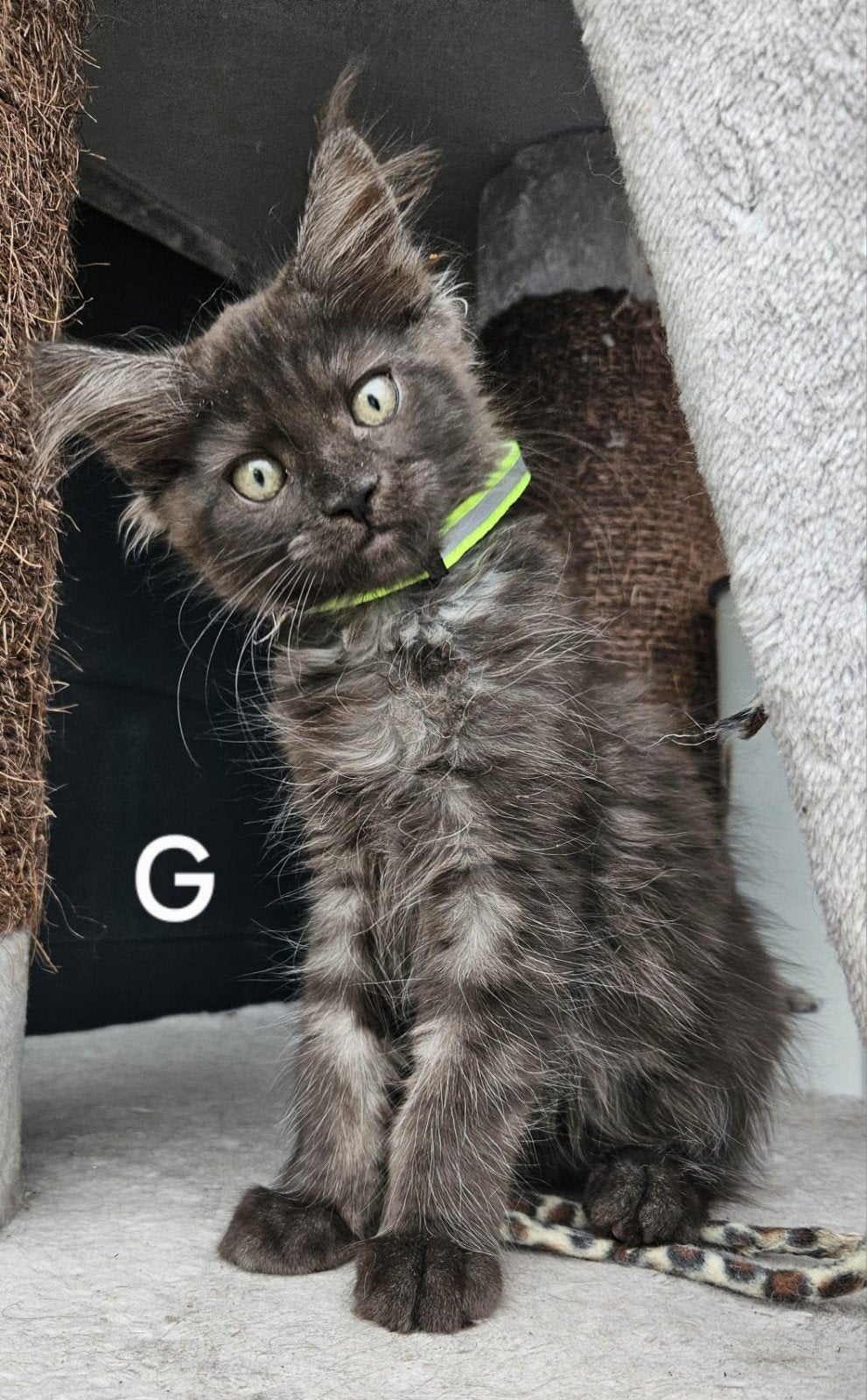 volle maine coon kittens, Meerdere dieren, Gechipt, 0 tot 2 jaar