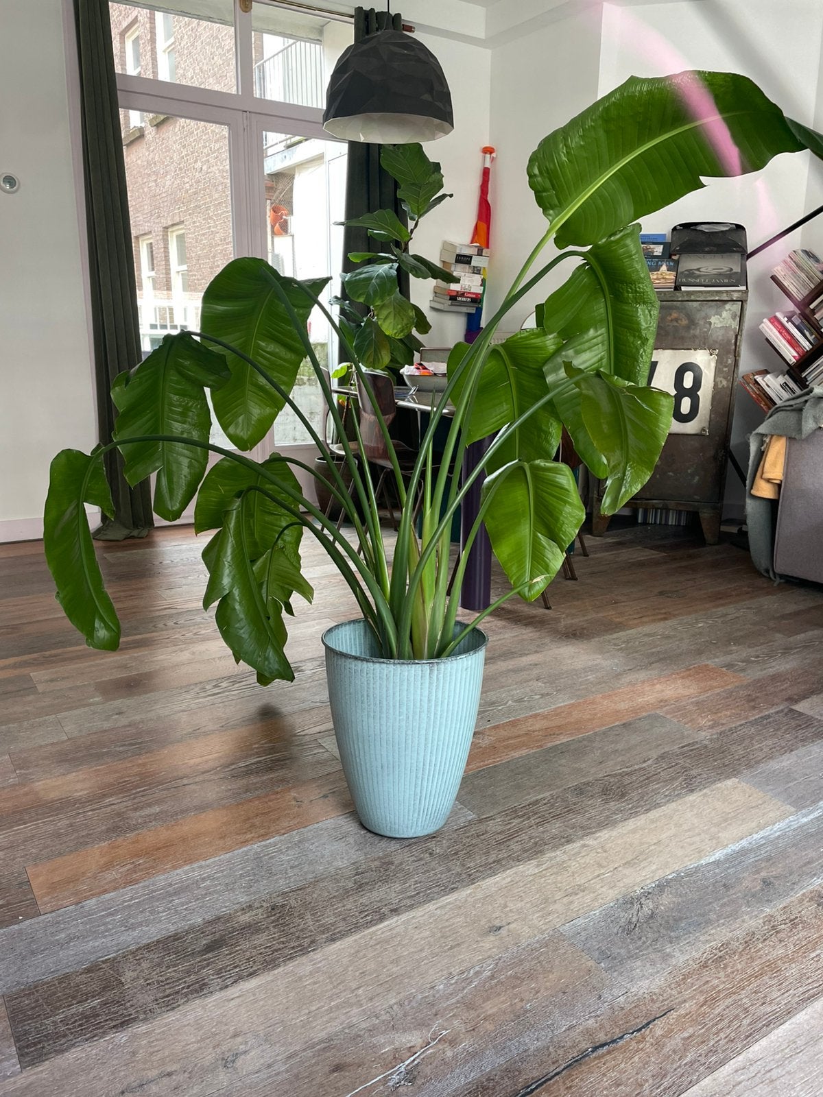 Strelitzia paradijsvogelplant met pot 40€, Huis en Inrichting, Ophalen, Halfschaduw, Minder dan 100 cm