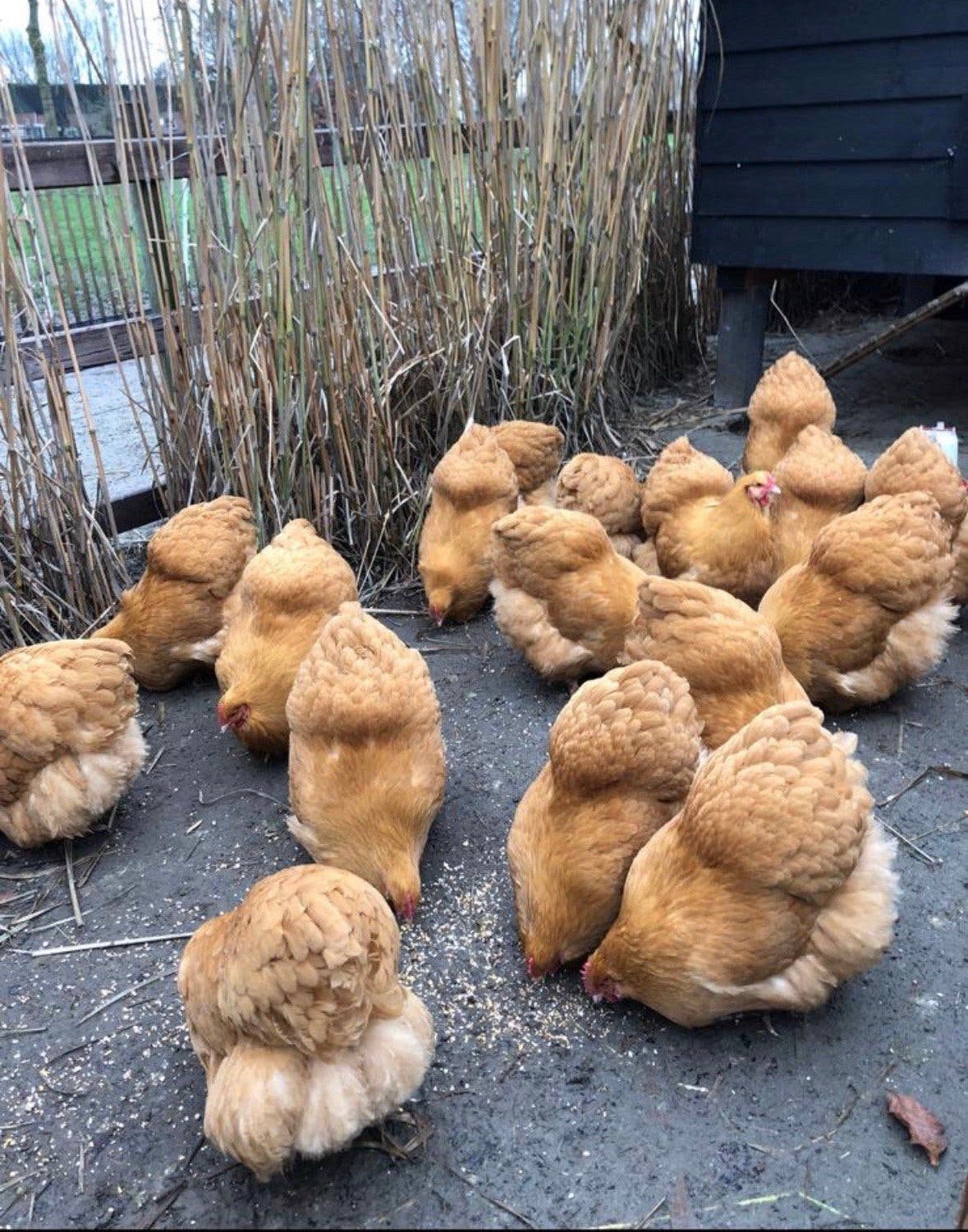 Orpington hennen, Dieren en Toebehoren, Pluimvee, Vrouwelijk, Kip
