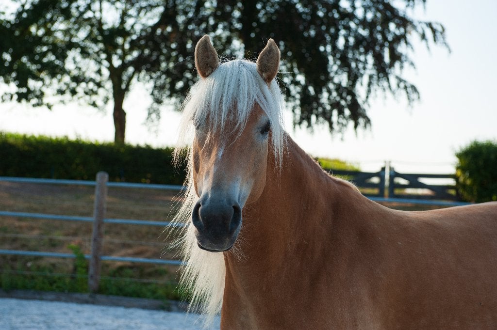 Knappe vijfjarige Haflinger merrie, Minder dan 160 cm, Zadelmak, 3 tot 6 jaar, Recreatiepaard