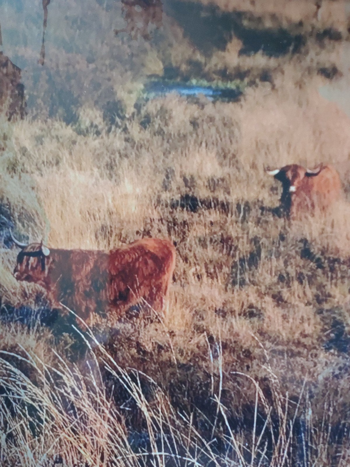 Schotse Hooglanders in lijst - Foto/Print, Minder dan 50 cm, Gebruikt, Ophalen of Verzenden, Foto of Poster