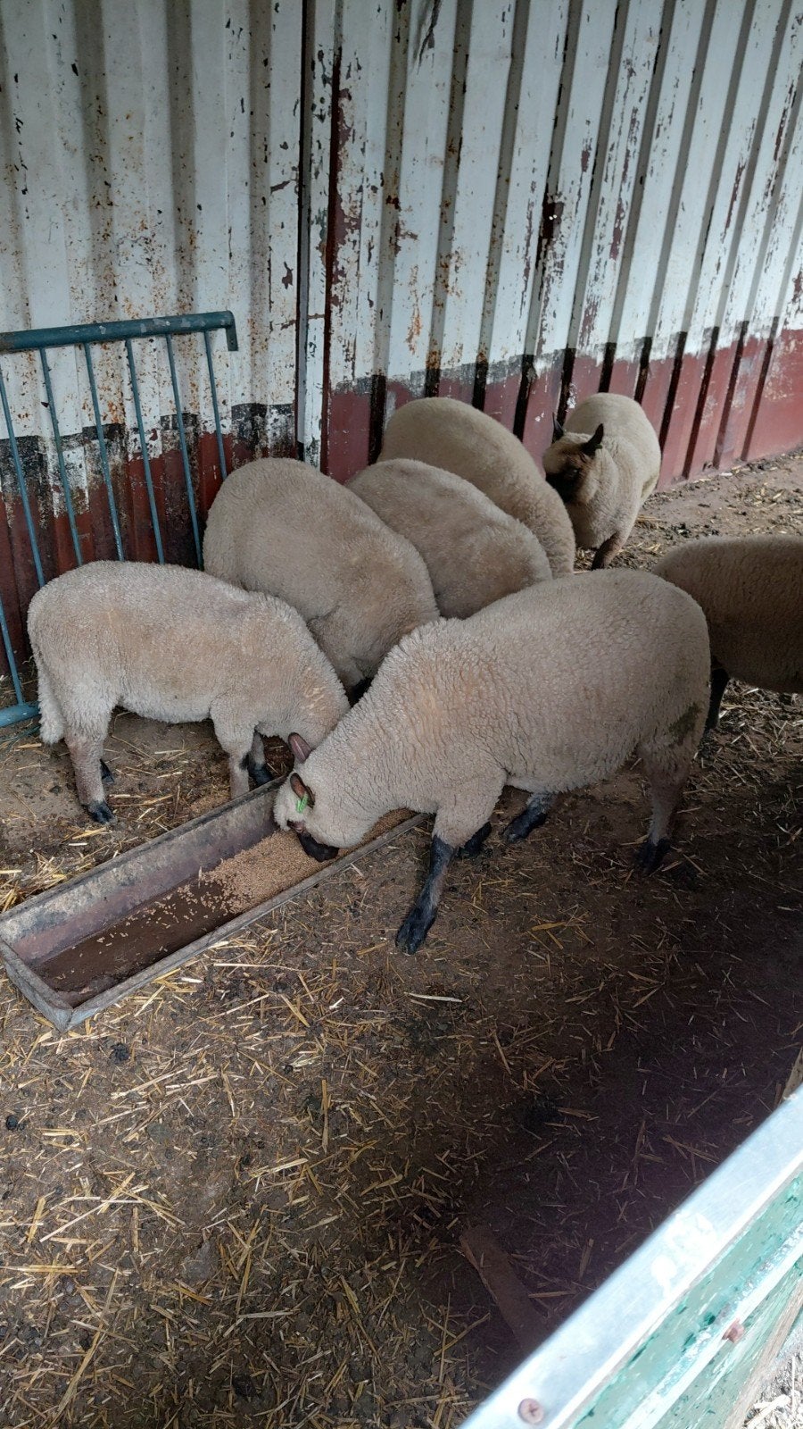 Zwoegervrije AR/AR vrije dekrammen te koop van het ras Clun, Dieren en Toebehoren, Mannelijk, Schaap, 0 tot 2 jaar