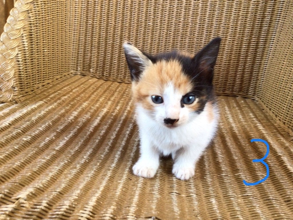Lapjes kittens, Meerdere dieren, Ontwormd, 0 tot 2 jaar