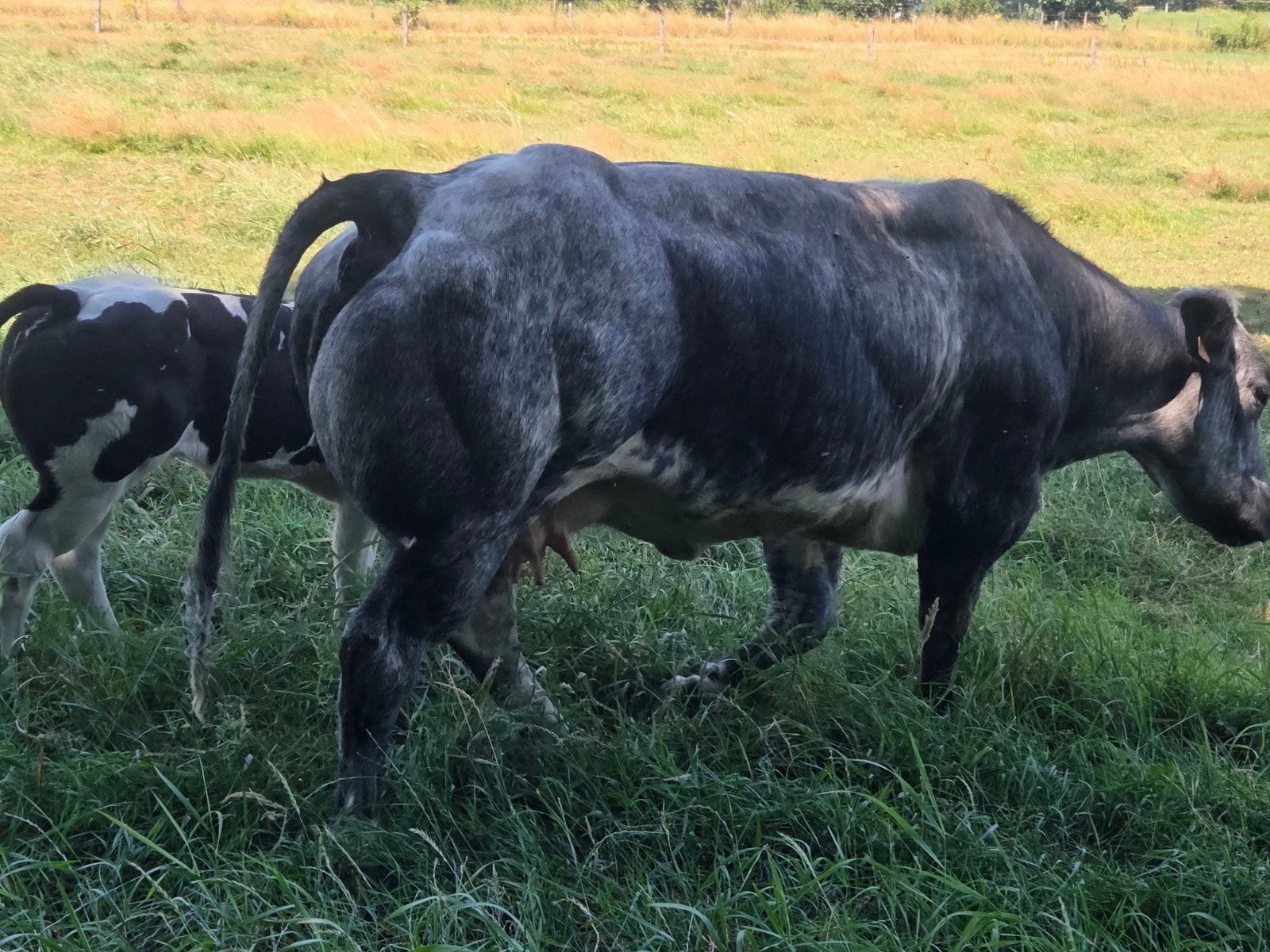 Dikbil koe met vaarskalf, Dieren en Toebehoren, Mannelijk