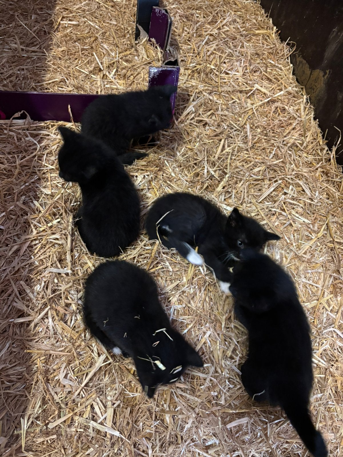 Lieve boerderij kater, Meerdere dieren, Kortharig, 0 tot 2 jaar