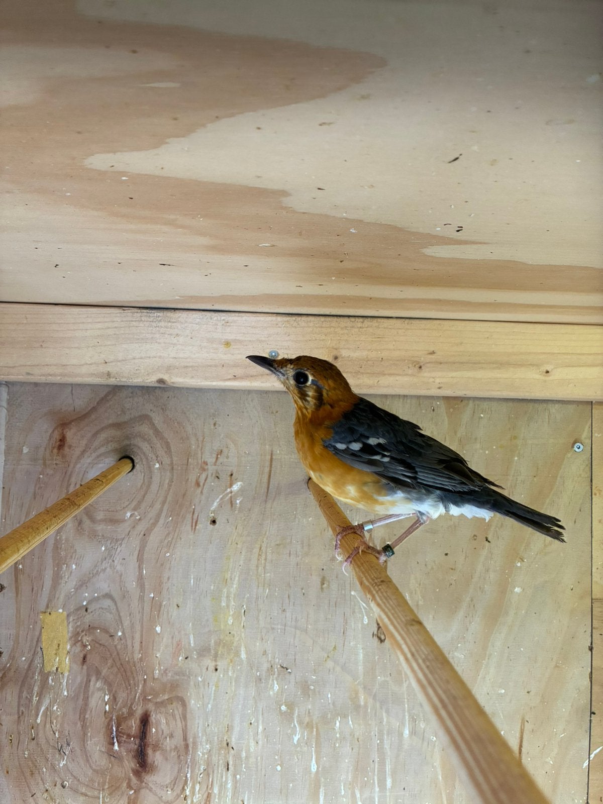 dama lijstrers, Dieren en Toebehoren, Vogels | Overige Vogels, Meerdere dieren