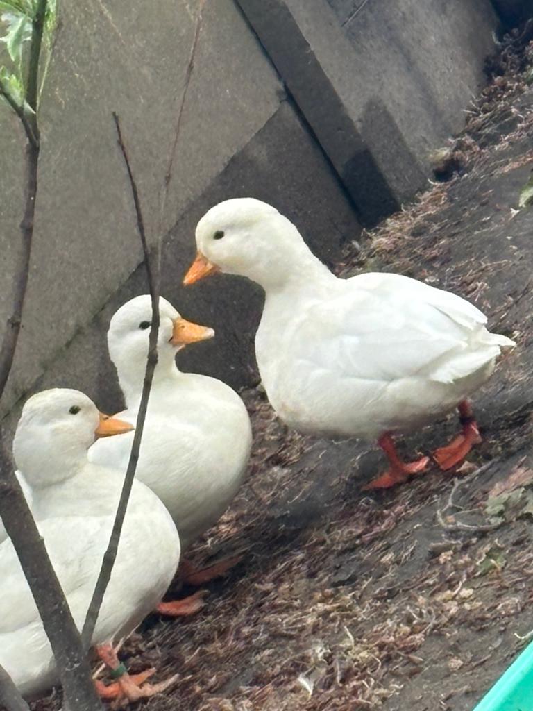 Te koop 1 trio witte kwakers eenden eend, Dieren en Toebehoren, Meerdere dieren, Eend