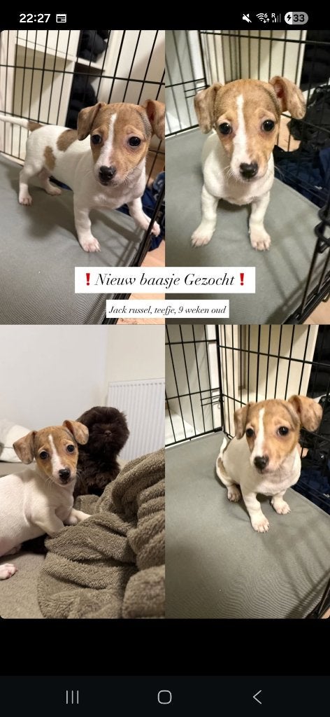 Prachtig jack russel teefje 3 kleurig de laatste !!!, Parvo, Jack Russell Terriër, 8 tot 15 weken, Teef