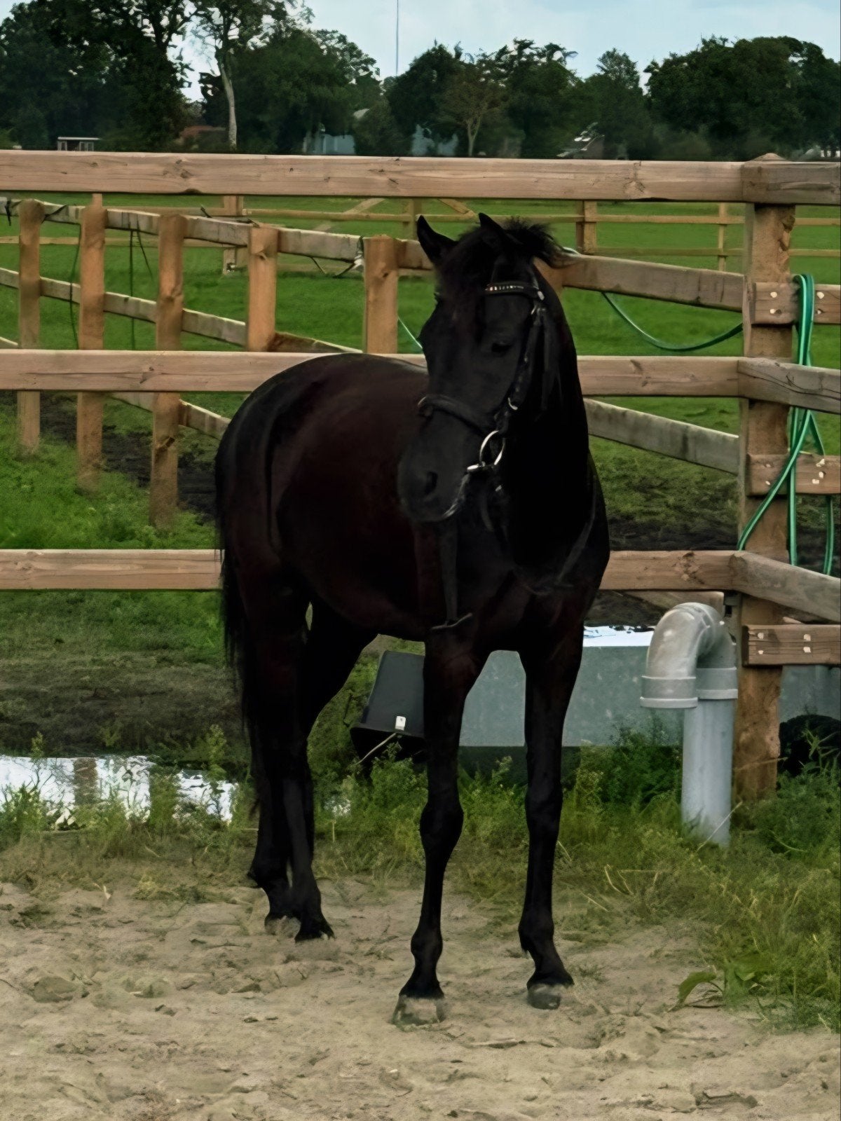 lieve B pony, Dieren en Toebehoren, B, Springpony, 3 tot 6 jaar, B pony (1.17m tot 1.27m)