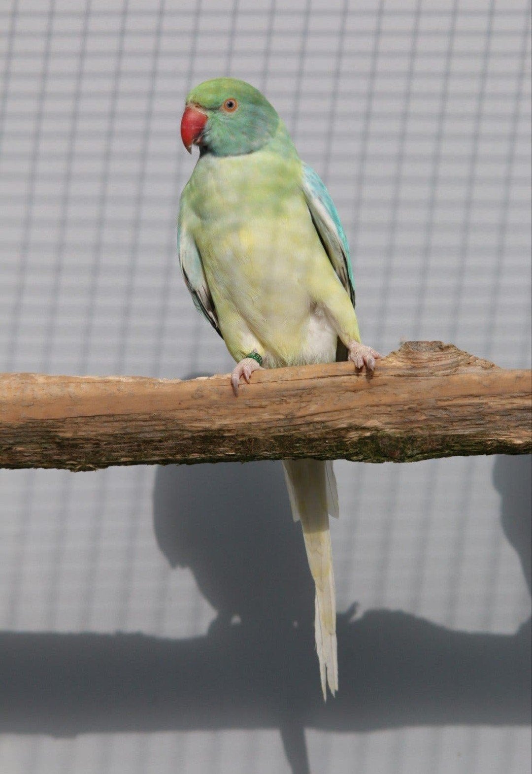 Halsbandparkiet Opaline Bleekstaart Turquoise pop 2026, Dieren en Toebehoren, Vrouwelijk, Parkiet, Geringd
