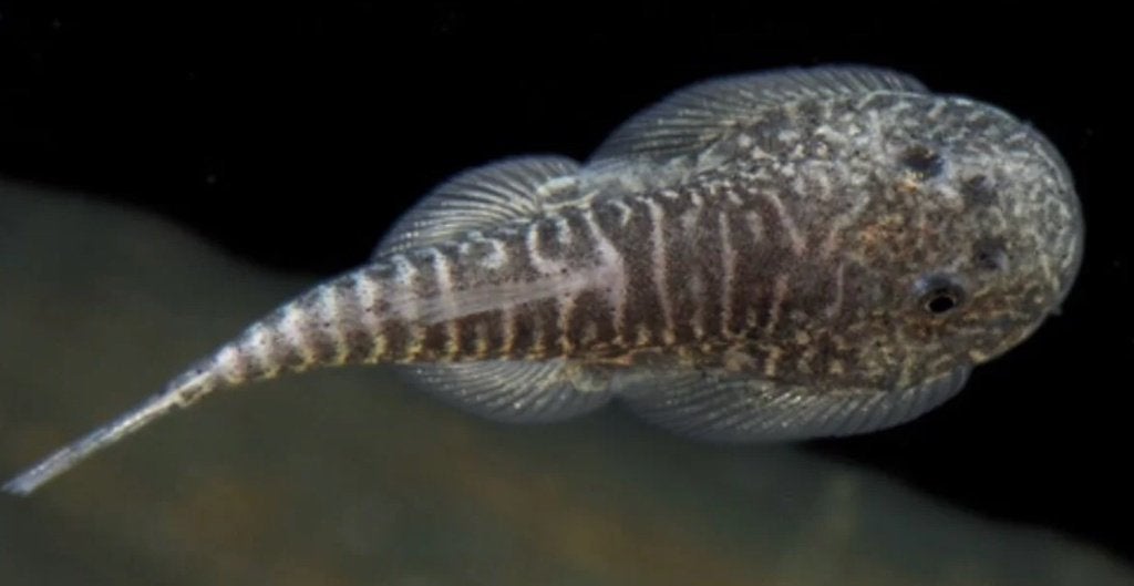 Gastromyzon Myersi, Vis, Zoetwatervis, Schoolvis