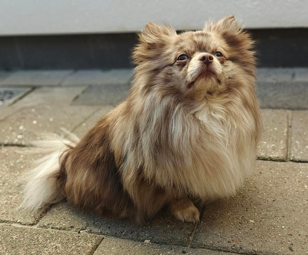 Chocolate Merle Tan pomeriaan dekreu, Reu, Eén hond, 3 tot 5 jaar, Nederland