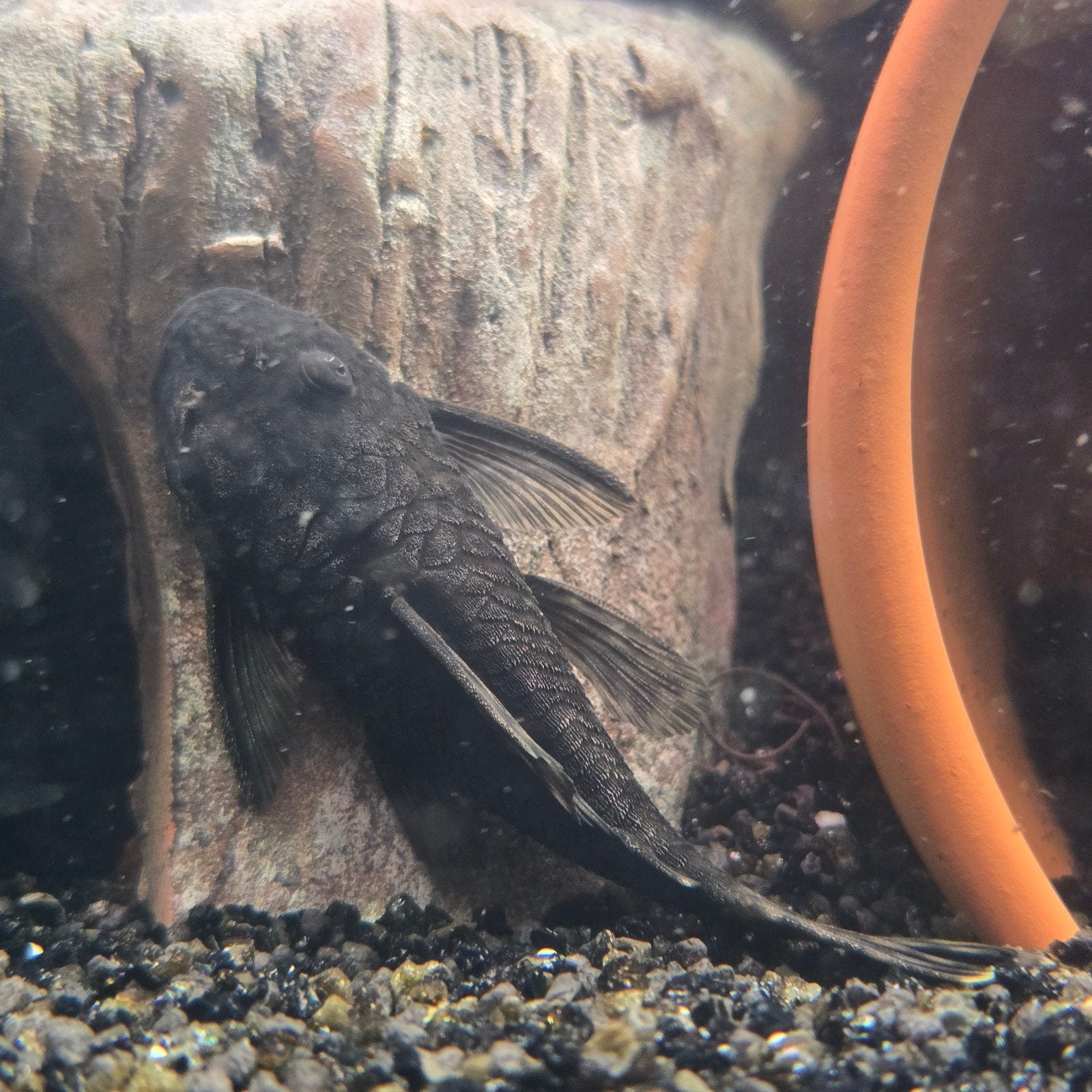 grote ansistrus €5,-ps, Dieren en Toebehoren, Vissen | Aquariumvissen, Vis