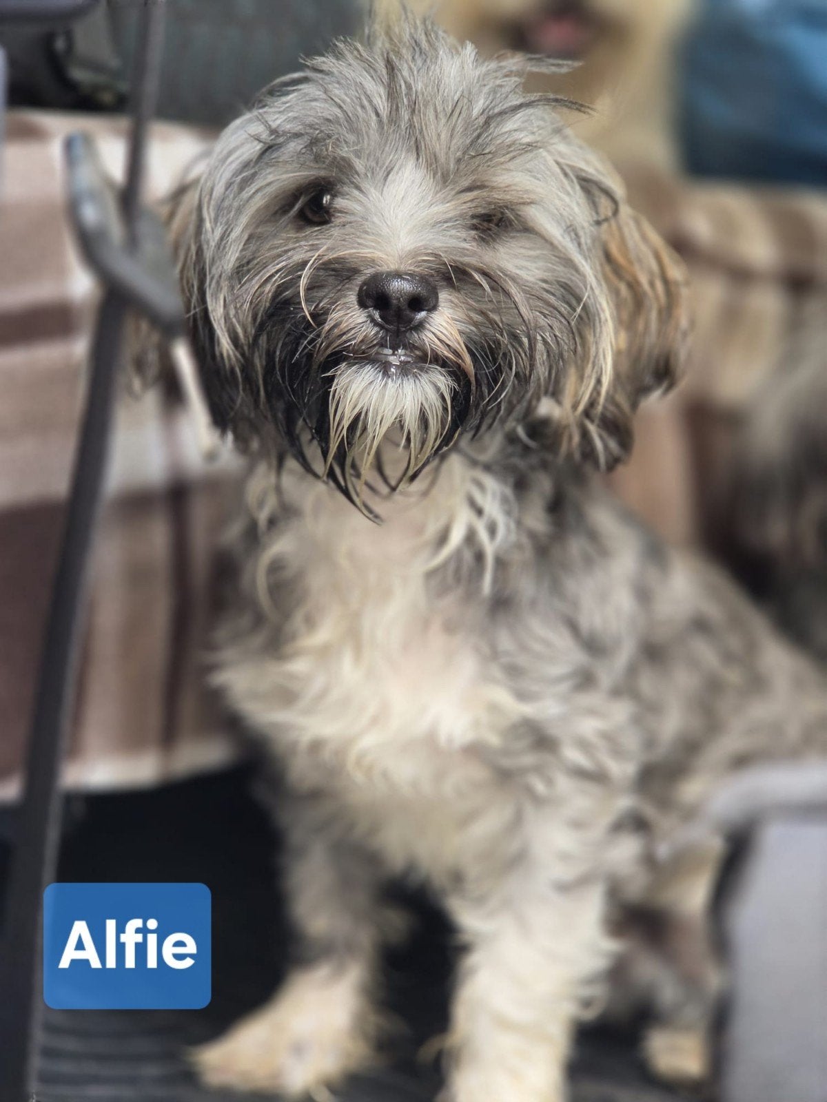 Alfie zoekt een baasje, Dieren en Toebehoren, 1 tot 2 jaar, Buitenland, Eén hond, Klein