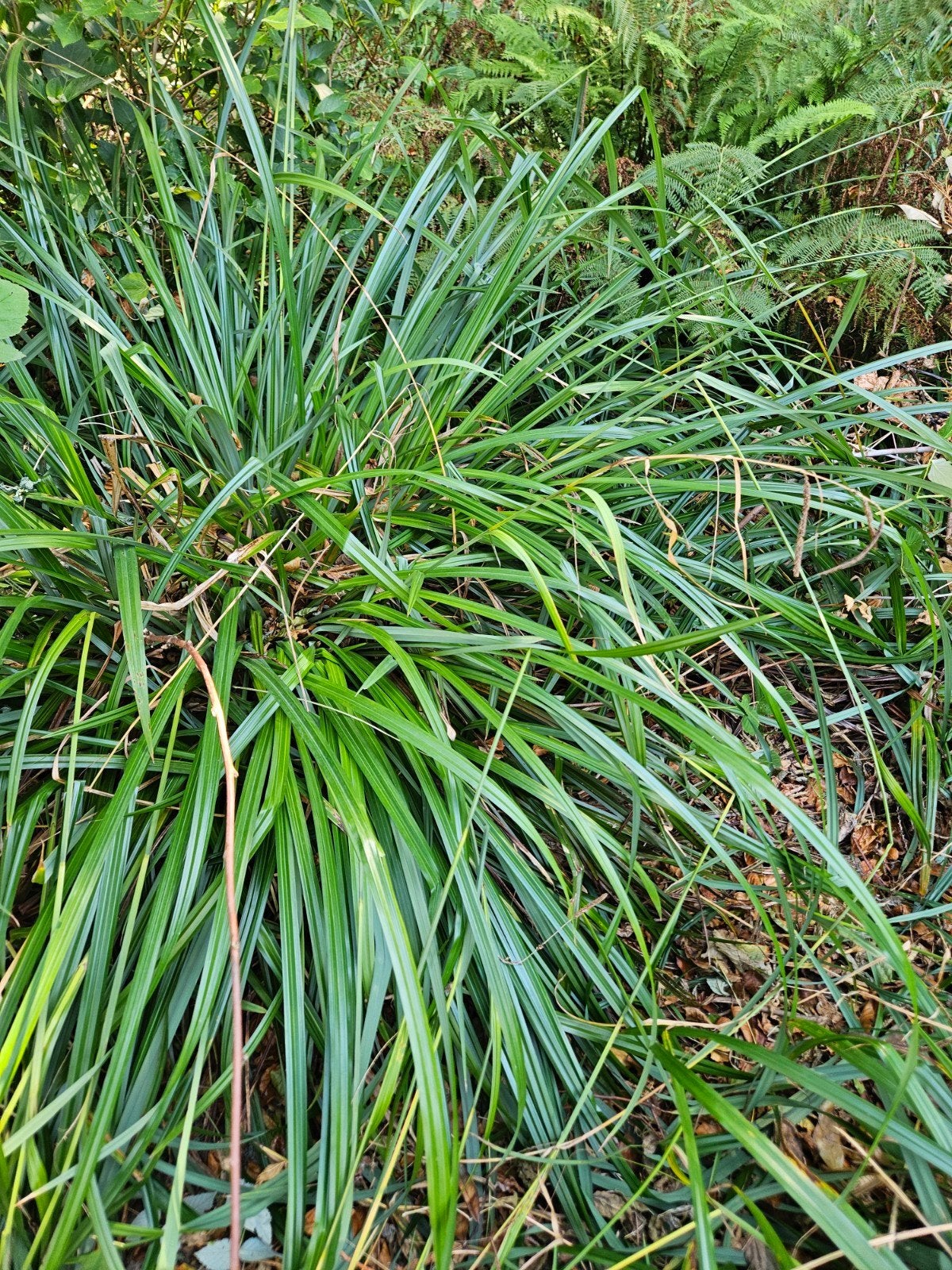 hangende zegge, Tuin en Terras, Ophalen, Vaste plant, Siergrassen, Volledige schaduw
