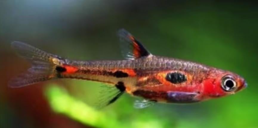 Boraras merah –Rasbora phoenix, Dieren en Toebehoren, Vissen | Aquariumvissen, Vis, Schoolvis