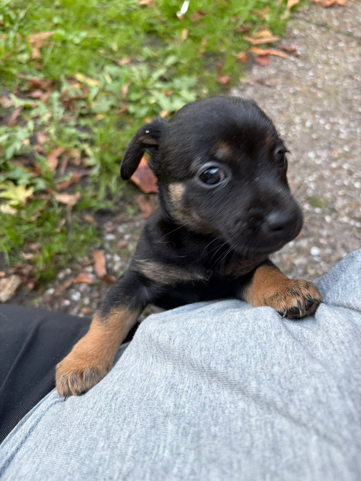 Jack russel pups, Overige rassen, 8 tot 15 weken, Meerdere, Meerdere dieren