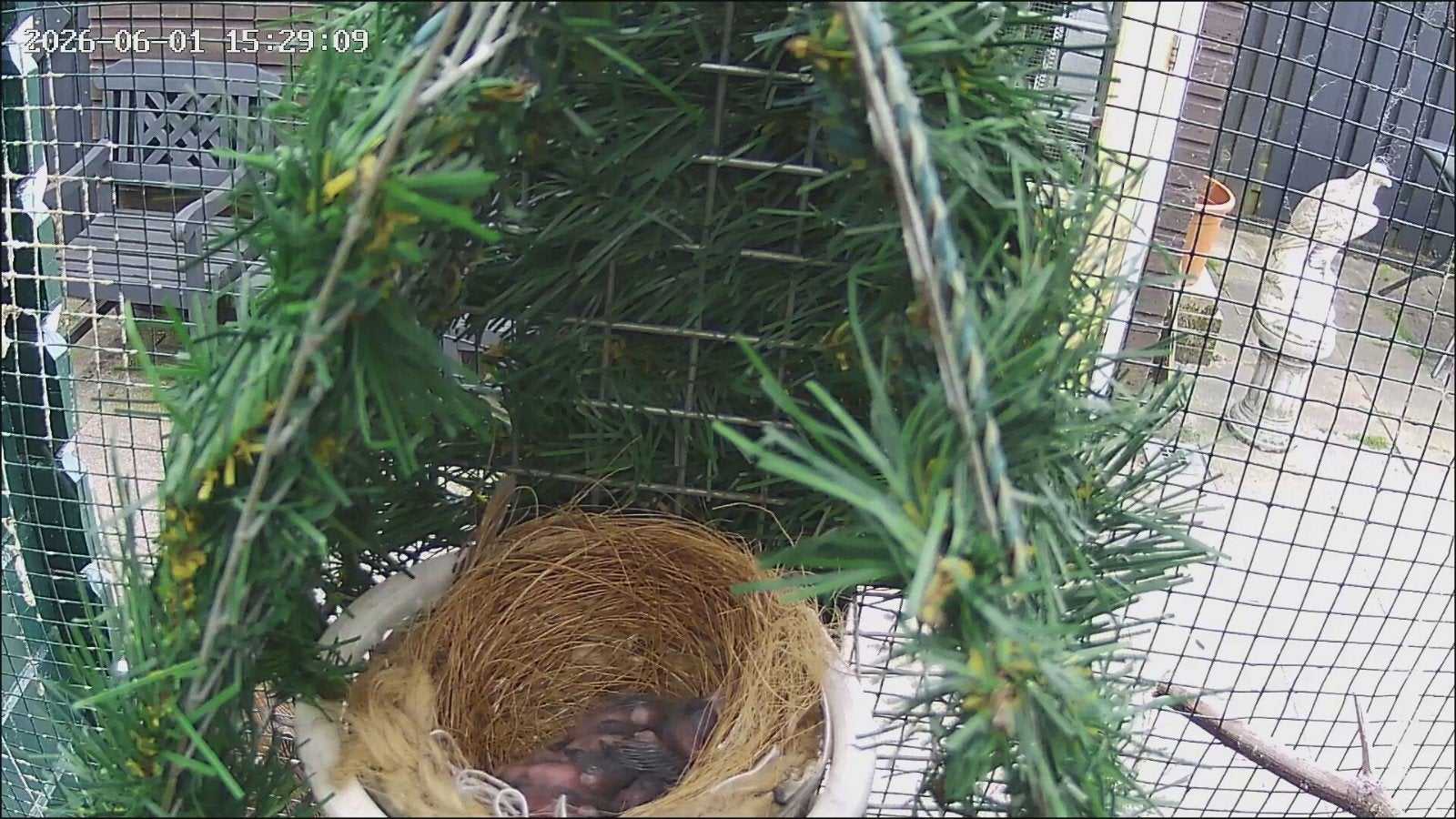 Koppel rode kardinalen geringd, Dieren en Toebehoren, Vogels | Overige Vogels, Meerdere dieren, Geringd