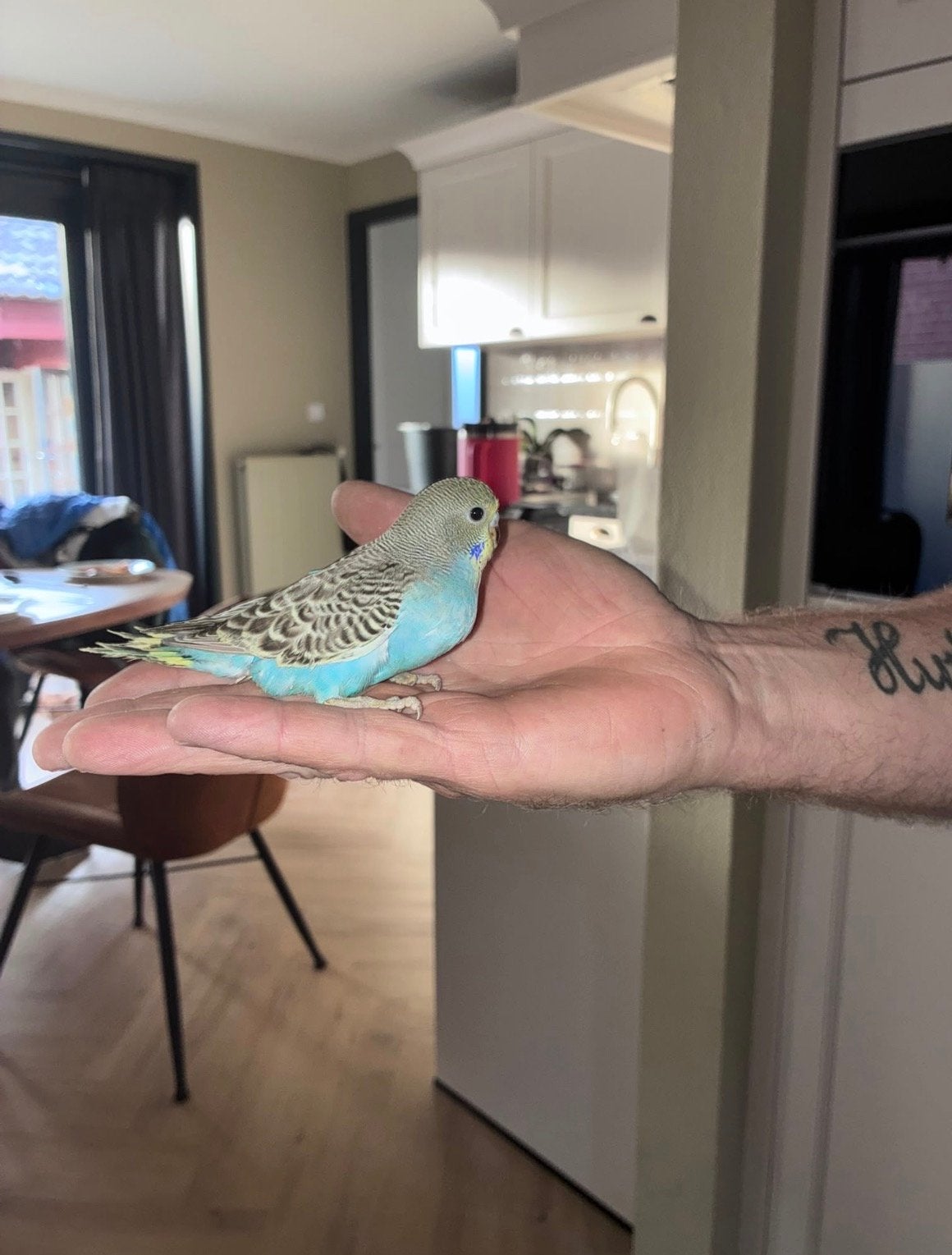 Jonge grasparkieten ongeringt, Dieren en Toebehoren