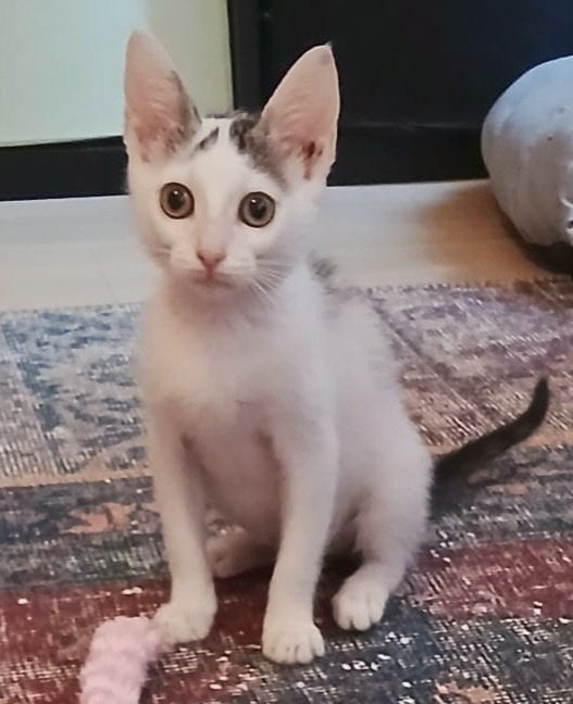 Nog 1 kittenmeisje, dubbel ingeent/chip/ontwormd/zindelijk, Dieren en Toebehoren, Poes, Kortharig, 0 tot 2 jaar