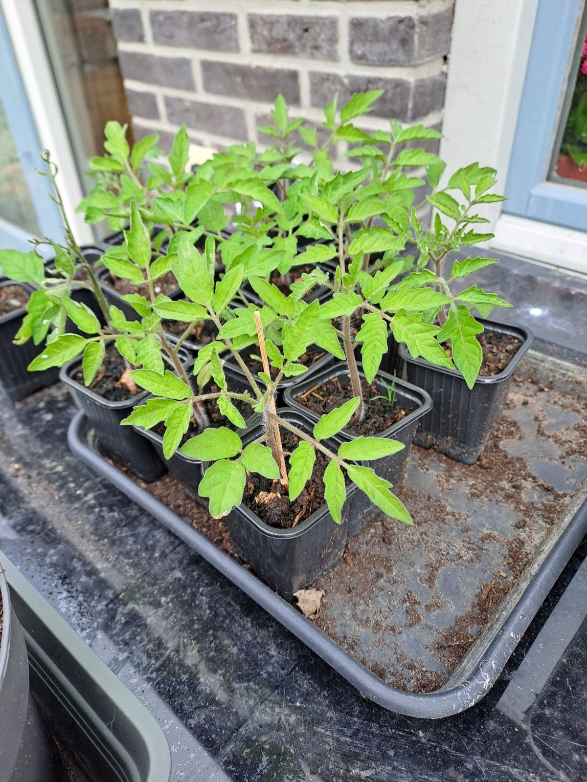 Stekken van vlees tomaten planten, Tuin en Terras, Planten | Tuinplanten, Ophalen, Eenjarig, Groenteplanten, Halfschaduw