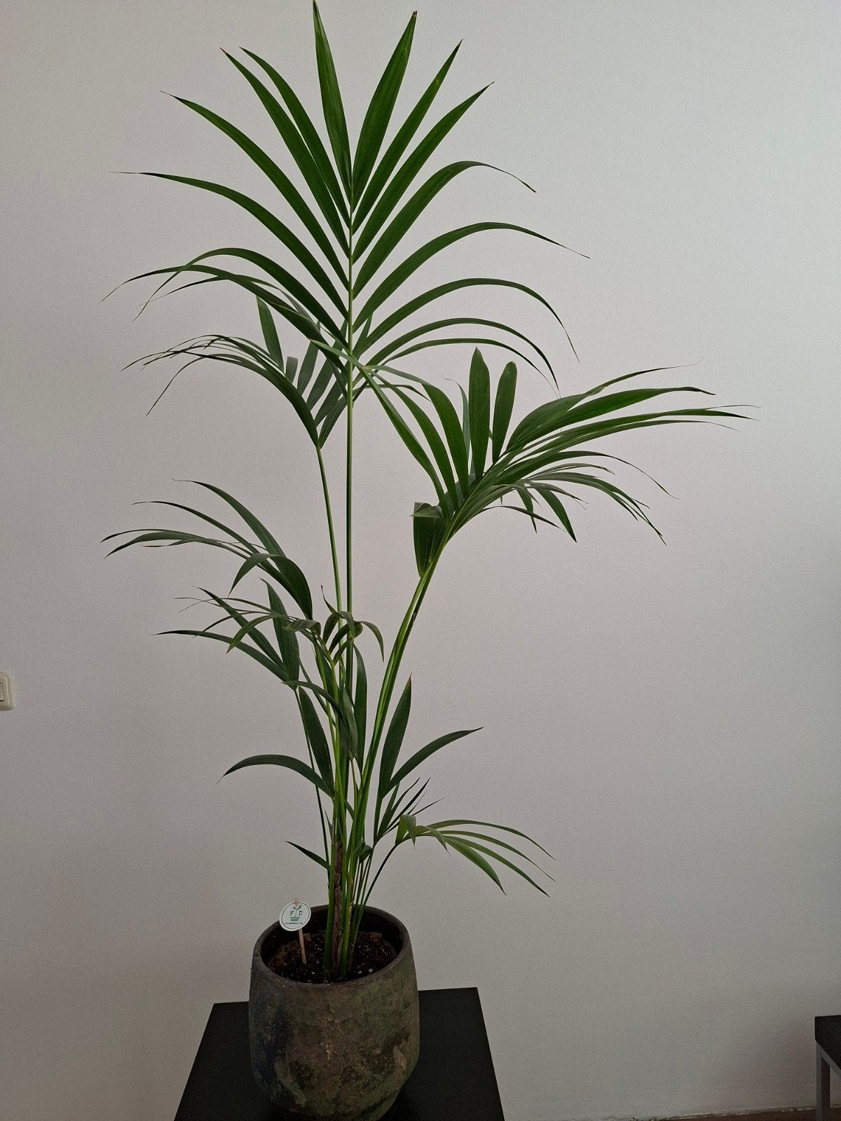 Mooie Kentia Palm in pot, Ophalen, 100 tot 150 cm, Palm, Halfschaduw
