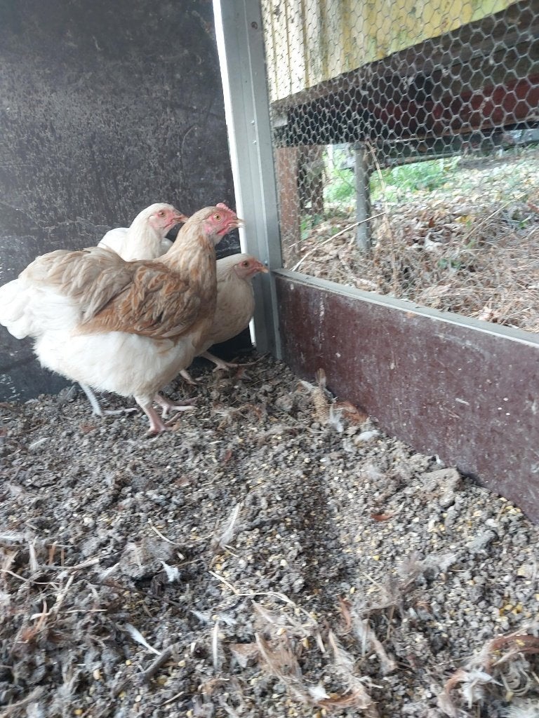 orpington kriel, Dieren en Toebehoren, Meerdere dieren, Kip