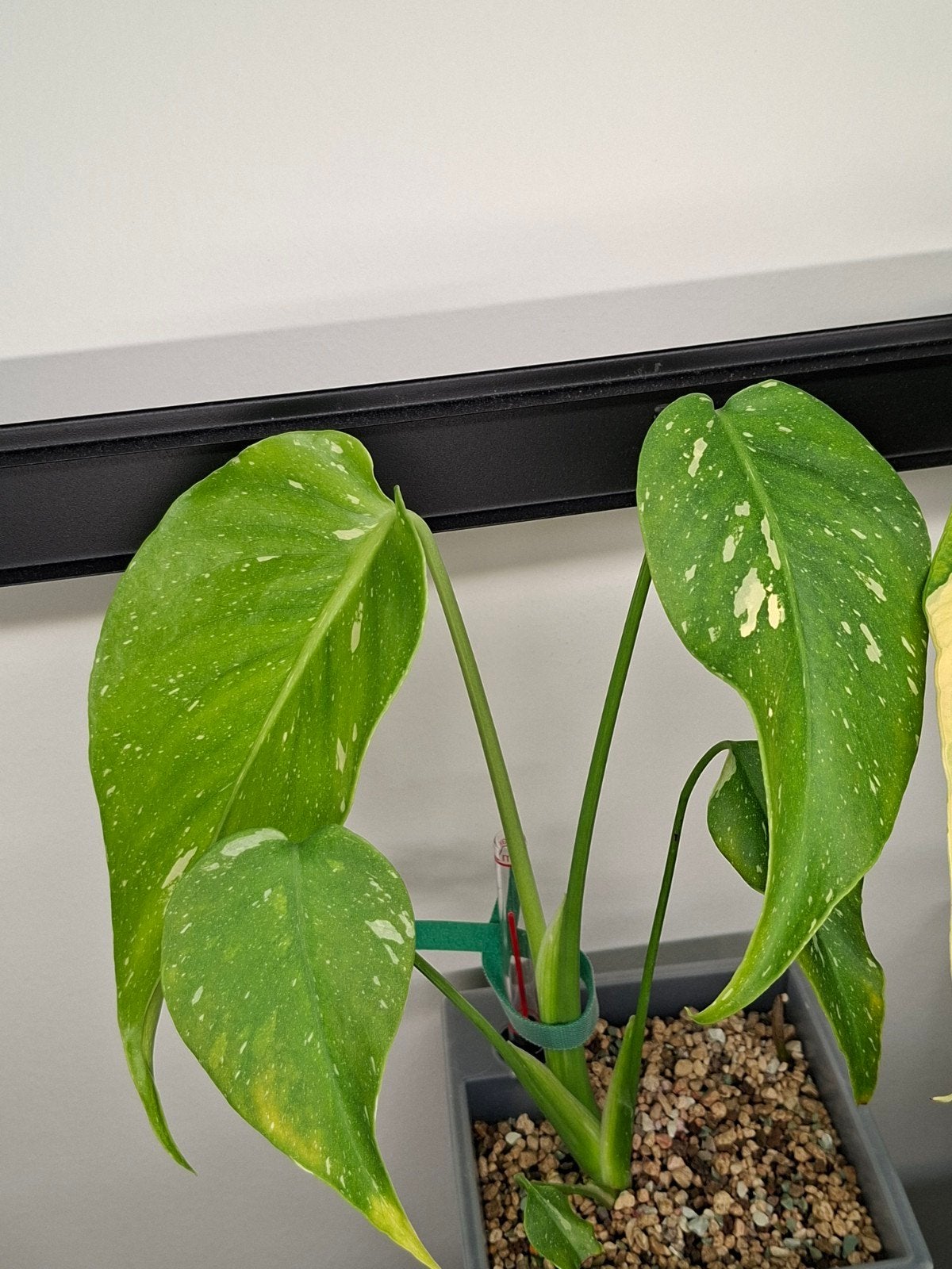 monstera noid, Huis en Inrichting, Ophalen of Verzenden, Halfschaduw, Minder dan 100 cm