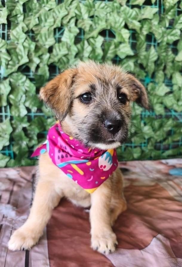 Roemeense pups en volwassen hondjes zoeken een thuis, Particulier, 15 weken tot 1 jaar, Buitenland, Meerdere