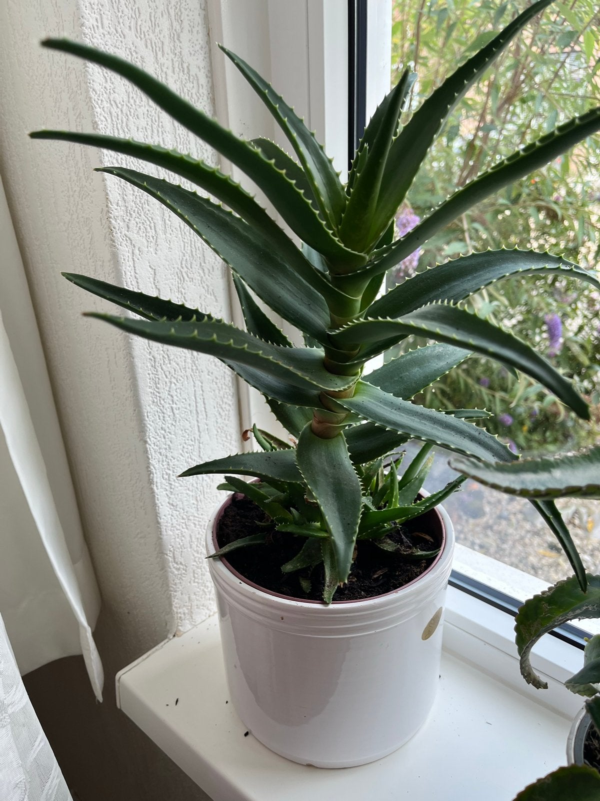 Grote Aloë Vera plant met babyplantjes, Volle zon, Vaste plant, Bloeit niet, Ophalen